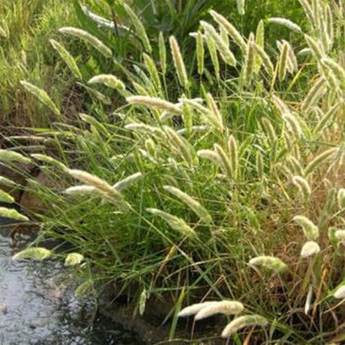 Jammas5 Rabbits Foot Grass (Polypogon monspeliensis) 100 Seeds