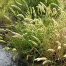 Jammas5 Rabbits Foot Grass (Polypogon monspeliensis) 100 Seeds