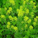 Jammas5 Mustard- Black (Brassica Nigra)- 100 Seeds