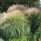 Jammas5 Chinese Silver Grass- (miscanthus)- 25 Seeds -