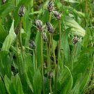 Jammas5 Plantain- English (Plantago Lanceolata)- 100 Seeds -