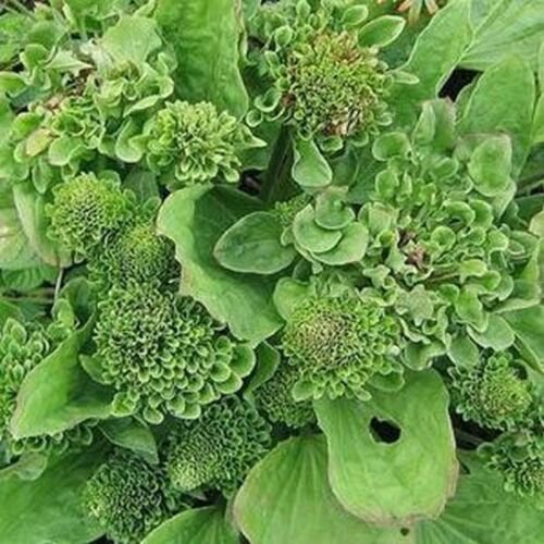 Jammas5 Plantain- Common (Plantago Rosularis)- 100 Seeds -