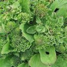 Jammas5 Plantain- Common (Plantago Rosularis)- 100 Seeds -