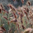 Jammas5 Brome- Red (Bromus rubens)- 25 Seeds -