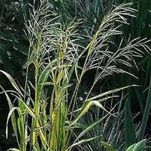 Jammas5 Brome- Mediterranean (Bromus macrostachys)- 25 Seeds -