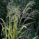 Jammas5 Brome- Mediterranean (Bromus macrostachys)- 25 Seeds -