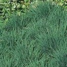 Jammas5 Blue Hair Grass (Koeleria glauca)- 25 Seeds -