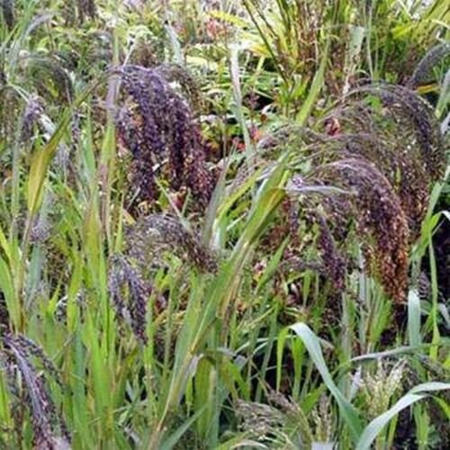 Jammas5 Panic Grass (Panicum violaceum)- 25 Seeds -