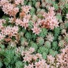Jammas5 Sedum- Hispanicum)- 25 Seeds -