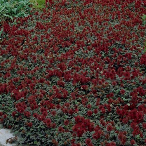 Jammas5 Acaena Microphylla)- 25 Seeds -