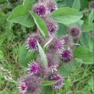 Jammas5 Burdock (Arctium Lappa)- 25 Seeds -