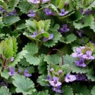 Jammas5 Ground Ivy (Glechoma Hederacea)- 25 Seeds -