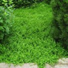 Jammas5 Green Carpet (Herniaria Glabra) 100 Seeds -