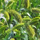 Jammas5 Setaria Macrocheaeta (Italica)- 100 Seeds -