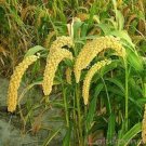 Jammas5 Setaria -Hylander (Italica)- 25 Seeds -
