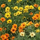 Jammas5 African Daisy (Dimorphotheca Aurantiaca)- Mixed colors- 100 seeds