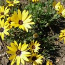 Jammas5 African Daisy (Dimorphotheca Aurantiaca)- Yellow- 50 seeds
