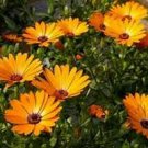 Jammas5 African Daisy (Dimorphotheca Aurantiaca)- Orange- 50 seeds
