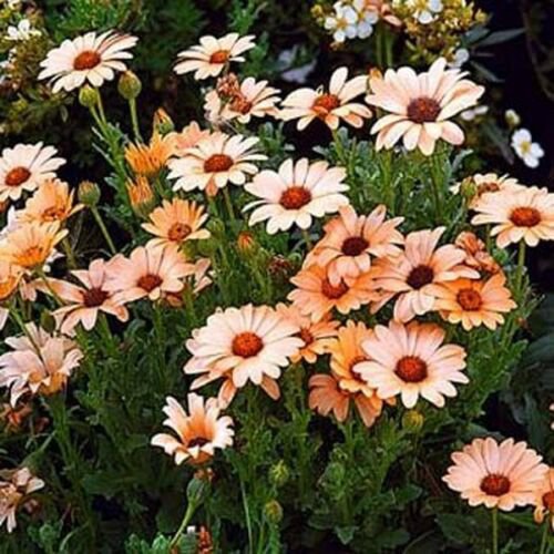 Jammas5 African Daisy (Dimorphotheca Aurantiaca)- Salmon- 50 seeds