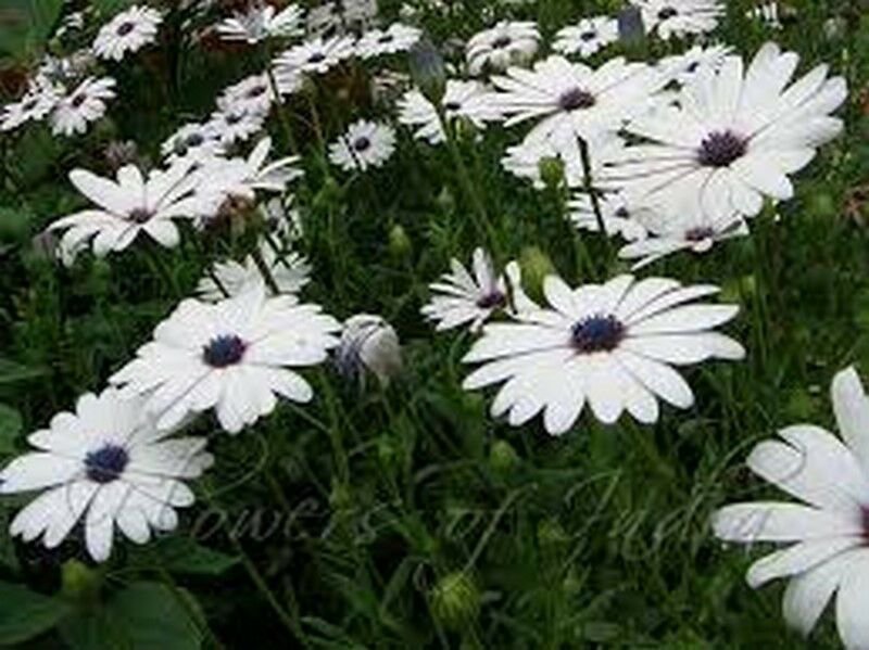 Jammas5 African Daisy (Dimorphotheca Aurantiaca)- white- 50 seeds
