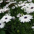 Jammas5 African Daisy (Dimorphotheca Aurantiaca)- white- 50 seeds