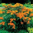 Jammas5 Milkweed-Butterfly- Asclepias Incarnata- Orange- 25 Seeds