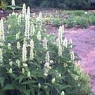 Jammas5 Hyssop (Agastache Mexicana) Giant White- 100 seeds