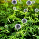 Jammas5 Globe Thistle- (EchinopsRitro)- White- 25 Seeds