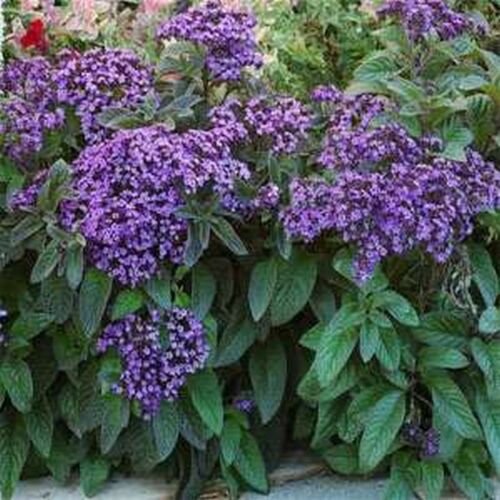 Jammas5 Heliotrope (Heliotropium Arborescens Extra Dwarf Marine)-50 seeds