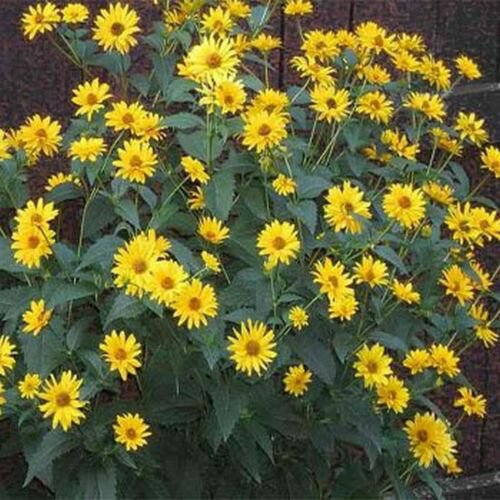 Jammas5 Heliopsis (Heliopsis Scabra Summer Sun)- 50 Seeds