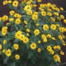 Jammas5 Heliopsis (Heliopsis Scabra Summer Sun)- 50 Seeds