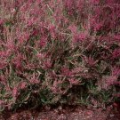 Jammas5 Heather (Calluna Vulgaris)- 50 Seeds -