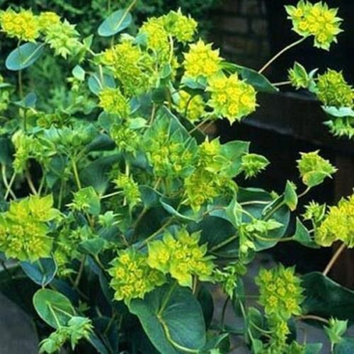 Jammas5 Hare's Ear- (Bupleurum Rotundifolium Griffithlii) - 50 Seeds