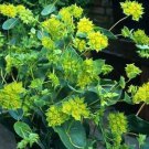 Jammas5 Hare's Ear- (Bupleurum Rotundifolium Griffithlii) - 50 Seeds