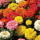 Jammas5 Zinnia- Elegans- Lilliput Mix- 100 Seeds