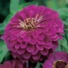 Jammas5 Zinnia- Elegans- Purple Prince- 100 Seeds