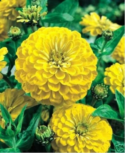 Jammas5 Zinnia- Elegans- Canary Yellow- 100 Seeds