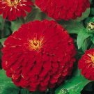 Jammas5 Zinnia- Elegans- Cherry Queen- 100 Seeds