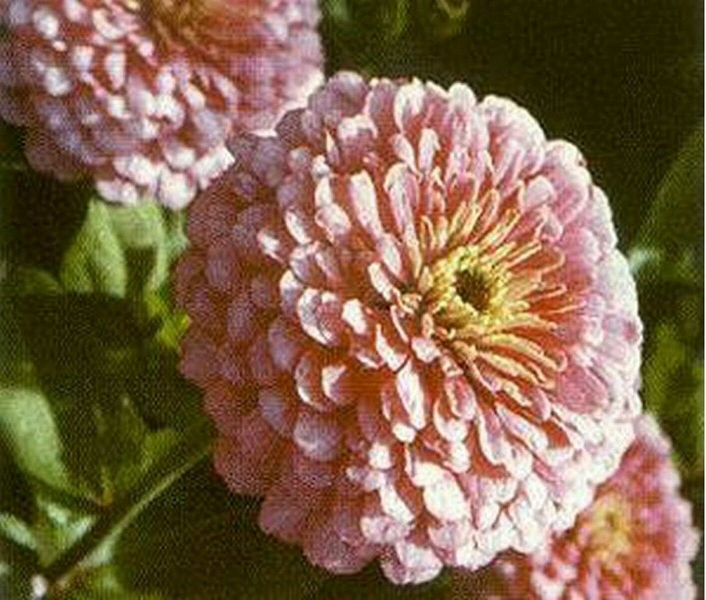 Jammas5 Zinnia- Elegans- Luminosa Pink- 100 Seeds