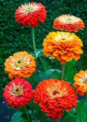 Jammas5 Zinnia- Elegans- Oriole Mix- 100 Seeds