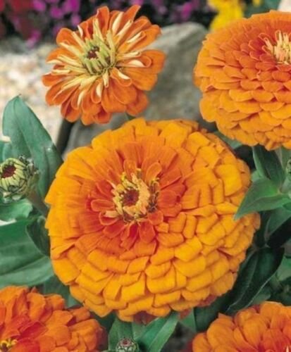 Jammas5 Zinnia- Elegans -Orange King- 100 Seeds