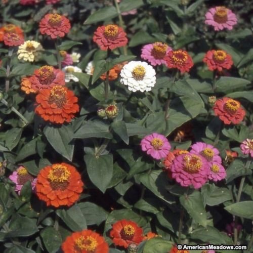 Jammas5 Zinnia- Elegans -Thumbelina Mix- 100 Seeds