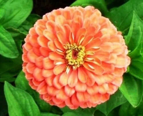 Jammas5 Zinnia- Elegans - Salmon- 100 Seeds