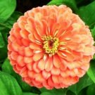 Jammas5 Zinnia- Elegans - Salmon- 100 Seeds