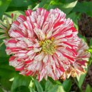 Jammas5 Zinnia- Elegans - Bon Bon Mix- 100 Seeds