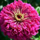 Jammas5 Zinnia- Elegans - Violet Queen - 100 Seeds