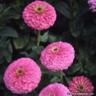 Jammas5 Zinnia- Elegans - Illumination - 100 Seeds