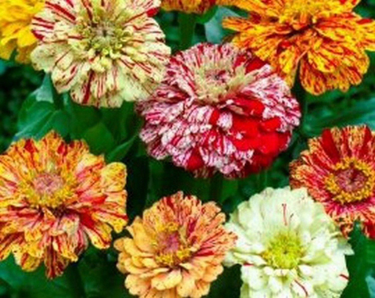 Jammas5 Zinnia- Elegans - Candy Striped Mix - 100 Seeds