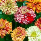 Jammas5 Zinnia- Elegans - Candy Striped Mix - 100 Seeds