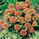 Jammas5 Gaillardia Pulchellla- Blanket flower- Sundance- Bicolor- 50 seeds-